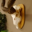 Kudu (Tragelaphus strepsiceros) kapitale Antilope HL 141 cm Schädeltrophäe Afrika Trophäe Trophäenschild 88.2.62