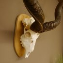 Kudu (Tragelaphus strepsiceros) kapitale Antilope HL 141 cm Schädeltrophäe Afrika Trophäe Trophäenschild 88.2.62