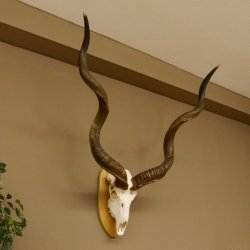 Kudu (Tragelaphus strepsiceros) kapitale Antilope HL 141 cm Schädeltrophäe Afrika Trophäe Trophäenschild 88.2.62