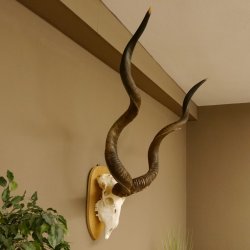 Kudu (Tragelaphus strepsiceros) kapitale Antilope HL 141 cm Schädeltrophäe Afrika Trophäe Trophäenschild 88.2.62