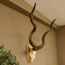 Kudu (Tragelaphus strepsiceros) kapitale Antilope HL 141 cm Schädeltrophäe Afrika Trophäe Trophäenschild 88.2.62
