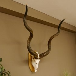 Kudu (Tragelaphus strepsiceros) kapitale Antilope HL 141 cm Schädeltrophäe Afrika Trophäe Trophäenschild 88.2.62