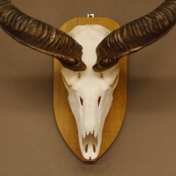 Kudu (Tragelaphus strepsiceros) kapitale Antilope HL 141 cm Schädeltrophäe Afrika Trophäe Trophäenschild 88.2.62