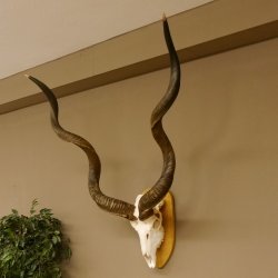 Kudu (Tragelaphus strepsiceros) kapitale Antilope HL 141 cm Schädeltrophäe Afrika Trophäe Trophäenschild 88.2.62