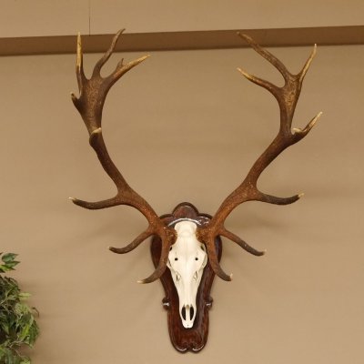 Rothirschgeweih ung. 18 ender Hirsch Höhe 112 cm Hirschgeweih Geweih Trophäenschild 70.1027