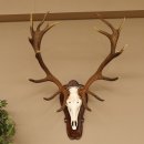 Rothirschgeweih ung. 18 ender Hirsch Höhe 112 cm...