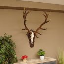 Rothirschgeweih ung. 18 ender Hirsch Höhe 112 cm Hirschgeweih Geweih Trophäenschild 70.1027