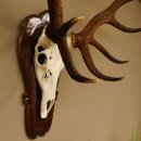 Rothirschgeweih ung. 18 ender Hirsch Höhe 112 cm Hirschgeweih Geweih Trophäenschild 70.1027