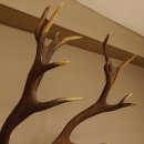 Rothirschgeweih ung. 18 ender Hirsch Höhe 112 cm Hirschgeweih Geweih Trophäenschild 70.1027