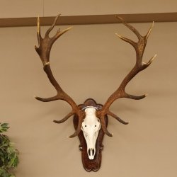 Rothirschgeweih ung. 18 ender Hirsch Höhe 112 cm Hirschgeweih Geweih Trophäenschild 70.1027