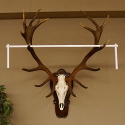 Rothirschgeweih ung. 18 ender Hirsch Höhe 112 cm Hirschgeweih Geweih Trophäenschild 70.1027