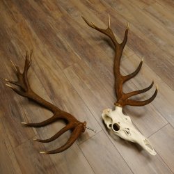 Rothirschgeweih ung. 18 ender Hirsch Höhe 112 cm Hirschgeweih Geweih Trophäenschild 70.1027