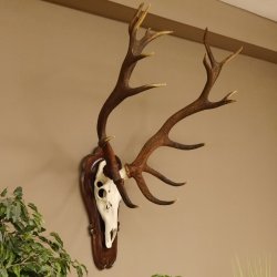 Rothirschgeweih ung. 18 ender Hirsch Höhe 112 cm Hirschgeweih Geweih Trophäenschild 70.1027