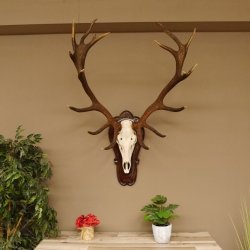 Rothirschgeweih ung. 18 ender Hirsch Höhe 112 cm Hirschgeweih Geweih Trophäenschild 70.1027