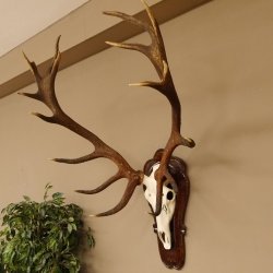 Rothirschgeweih ung. 18 ender Hirsch Höhe 112 cm Hirschgeweih Geweih Trophäenschild 70.1027