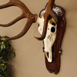 Rothirschgeweih ung. 18 ender Hirsch Höhe 112 cm Hirschgeweih Geweih Trophäenschild 70.1027