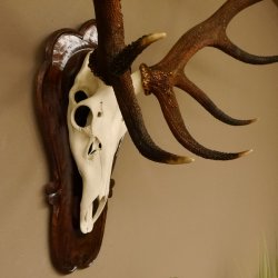 Rothirschgeweih ung. 18 ender Hirsch Höhe 112 cm Hirschgeweih Geweih Trophäenschild 70.1027