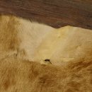 Antilopenfelle 2x Felle für Bastler Springbock + Kuhantilope 87.50.16