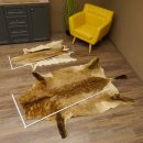 Antilopenfelle 2x Felle für Bastler Springbock +...