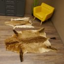 Antilopenfelle 2x Felle für Bastler Springbock + Kuhantilope 87.50.16