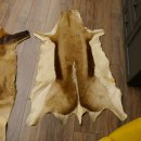 Antilopenfelle 2x Felle für Bastler Springbock + Kuhantilope 87.50.16