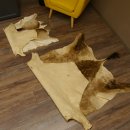 Antilopenfelle 2x Felle für Bastler Springbock + Kuhantilope 87.50.16