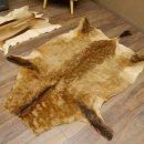 Antilopenfelle 2x Felle für Bastler Springbock + Kuhantilope 87.50.16