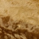 Antilopenfelle 2x Felle für Bastler Springbock + Kuhantilope 87.50.16