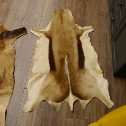 Antilopenfelle 2x Felle für Bastler Springbock + Kuhantilope 87.50.16