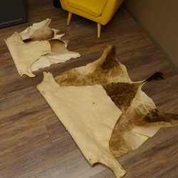 Antilopenfelle 2x Felle für Bastler Springbock + Kuhantilope 87.50.16