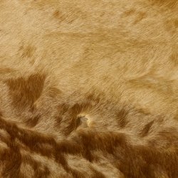 Antilopenfelle 2x Felle für Bastler Springbock + Kuhantilope 87.50.16