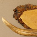 Klorollenhalter WC Rollenhalter Toilettenpapierhalter Hirschstange Hirsch Birkeschild