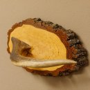 Klorollenhalter WC Rollenhalter Toilettenpapierhalter Hirschstange Hirsch Birkeschild 100.4.6