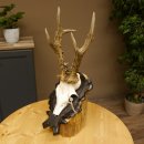 Rehgeweih Reh aktuelles Gewicht 325 g Gehörn Bock...