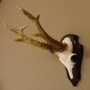 Rehgeweih Reh aktuelles Gewicht 330 g Gehörn Bock...