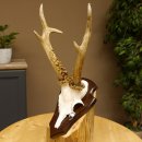 Rehgeweih Reh aktuelles Gewicht 330 g Gehörn Bock Rehgehörn Geweih Schild 609.88