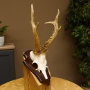 Rehgeweih Reh aktuelles Gewicht 330 g Gehörn Bock Rehgehörn Geweih Schild 609.88