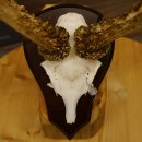 Rehgeweih Reh aktuelles Gewicht 330 g Gehörn Bock Rehgehörn Geweih Schild 609.88