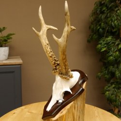 Rehgeweih Reh aktuelles Gewicht 330 g Gehörn Bock Rehgehörn Geweih Schild 609.88