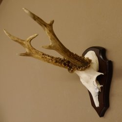 Rehgeweih Reh aktuelles Gewicht 330 g Gehörn Bock Rehgehörn Geweih Schild 609.88