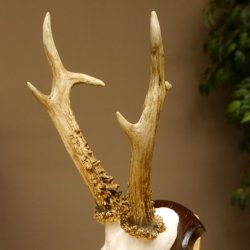 Rehgeweih Reh aktuelles Gewicht 330 g Gehörn Bock Rehgehörn Geweih Schild 609.88