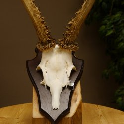 Rehgeweih Reh aktuelles Gewicht 330 g Gehörn Bock Rehgehörn Geweih Schild 609.88