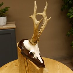 Rehgeweih Reh aktuelles Gewicht 330 g Gehörn Bock Rehgehörn Geweih Schild 609.88