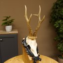 Rehgeweih Reh aktuelles Gewicht 335 g Gehörn Bock...