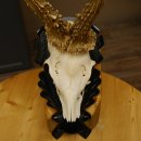 Rehgeweih Reh aktuelles Gewicht 335 g Gehörn Bock Rehgehörn Geweih Schild 609.89