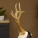 Rehgeweih Reh aktuelles Gewicht 335 g Gehörn Bock Rehgehörn Geweih Schild 609.89