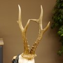 Rehgeweih Reh aktuelles Gewicht 335 g Gehörn Bock Rehgehörn Geweih Schild 609.89