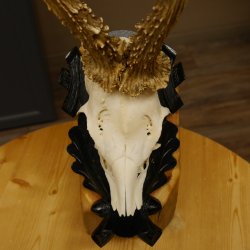 Rehgeweih Reh aktuelles Gewicht 335 g Gehörn Bock Rehgehörn Geweih Schild 609.89