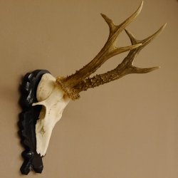 Rehgeweih Reh aktuelles Gewicht 335 g Gehörn Bock Rehgehörn Geweih Schild 609.89