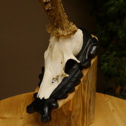 Rehgeweih Reh aktuelles Gewicht 335 g Gehörn Bock Rehgehörn Geweih Schild 609.89